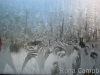 Corpse-de-ballet Elevation Finished - Fine Art Photography by Rona Campbell