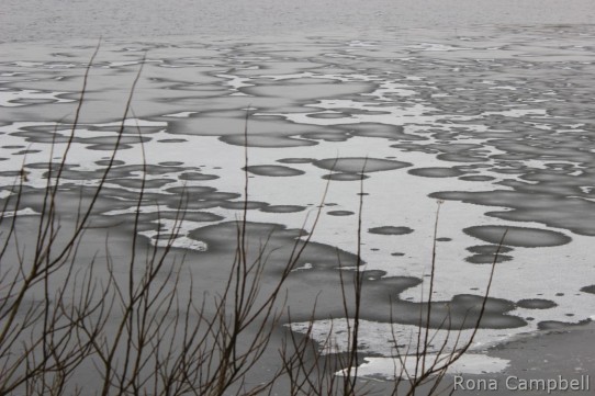 Iced Preserves by Rona Campbell Fine Art Photgraphy